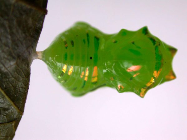 Greta hermana pupa, KRW-136a