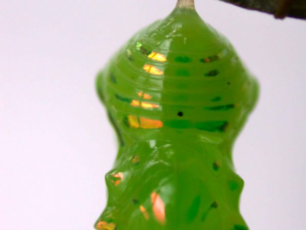 Greta hermana pupa, KRW-136a