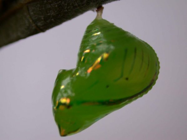 Greta hermana pupa, KRW-136a