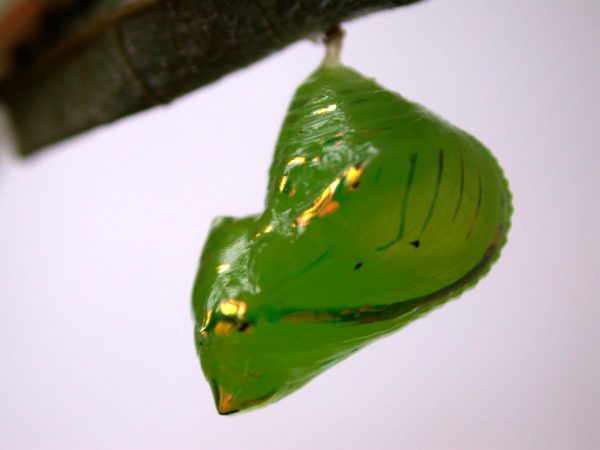 Greta hermana pupa, KRW-136a