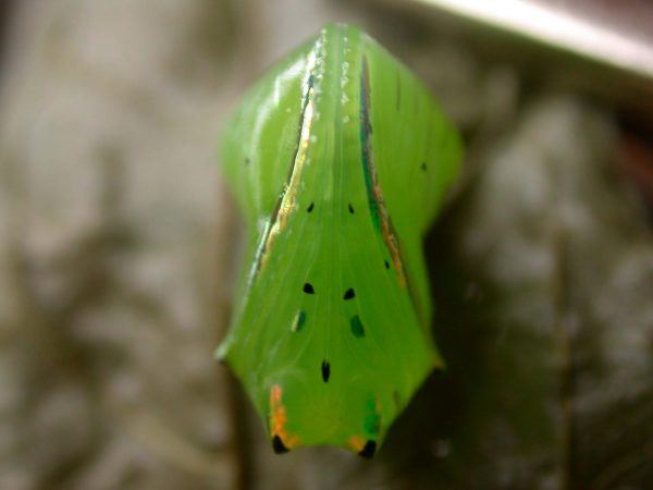 Greta hermana pupa, KRW-136a