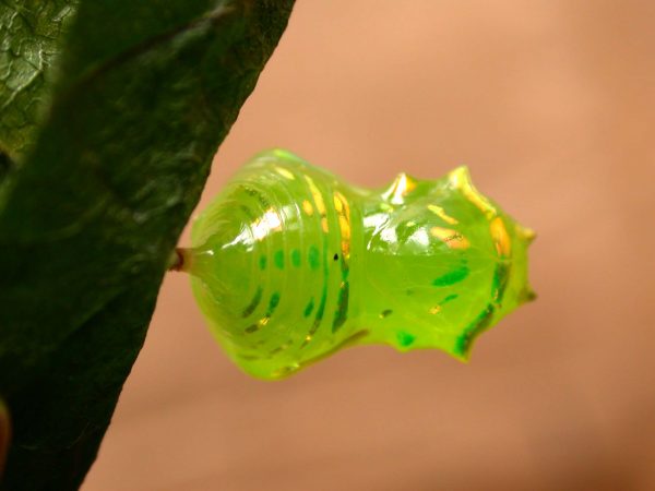 Greta hermana pupa, KRW-137