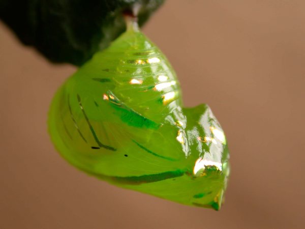 Greta hermana pupa, KRW-137