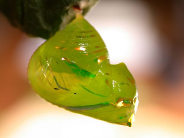 Greta hermana pupa, KRW-137