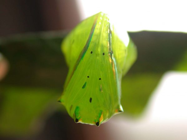 Greta hermana pupa, KRW-137