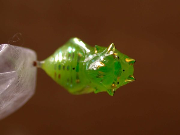 Greta hermana pupa, KRW-138