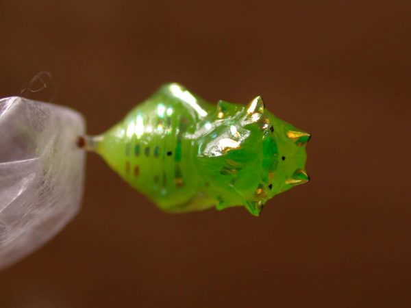 Greta hermana pupa, KRW-138