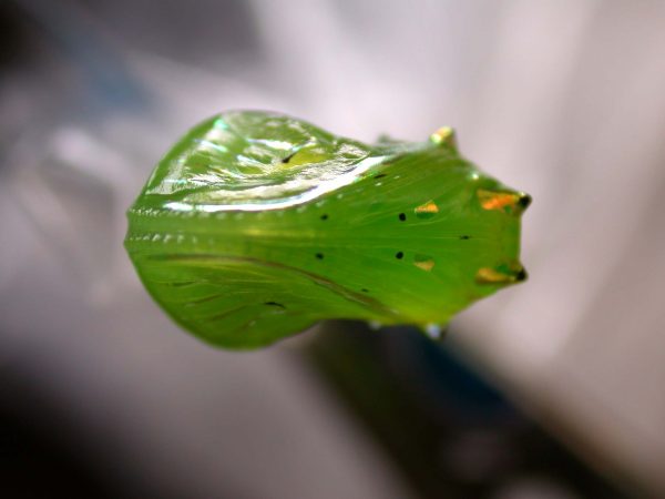 Greta hermana pupa, KRW-138