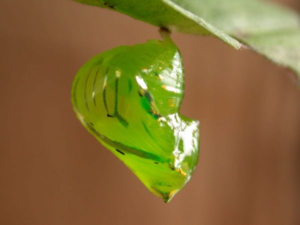Greta hermana pupa, KRW-140