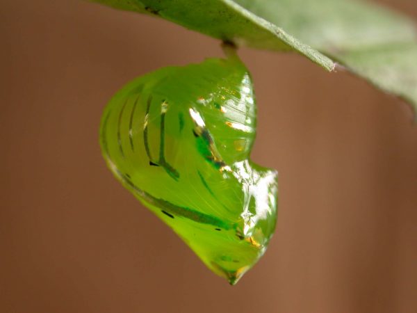 Greta hermana pupa, KRW-140