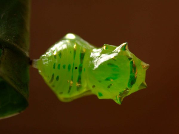 Greta hermana pupa, KRW-140