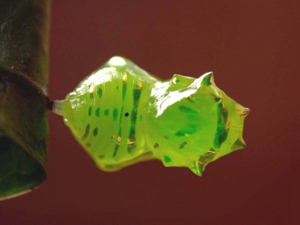 Greta hermana pupa, KRW-140