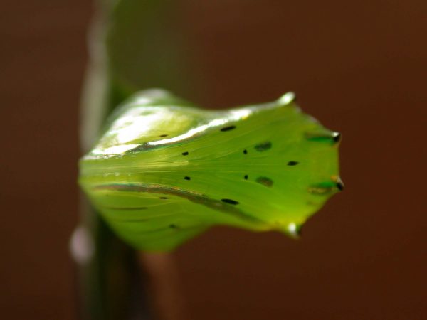 Greta hermana pupa, KRW-140