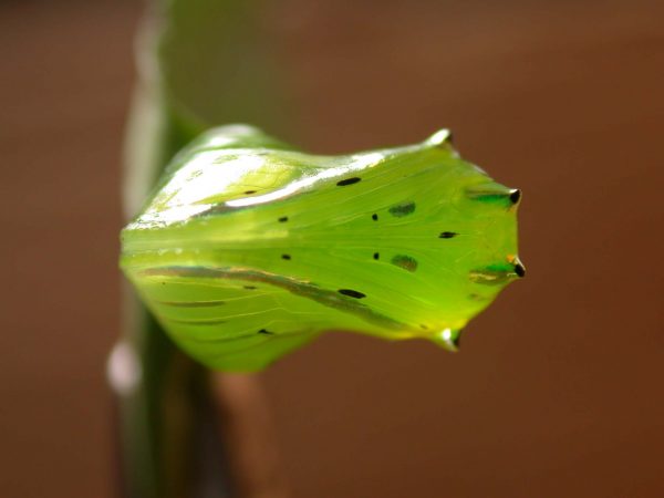 Greta hermana pupa, KRW-140