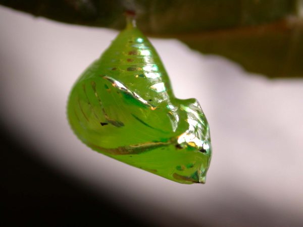 Greta hermana pupa, KRW-140