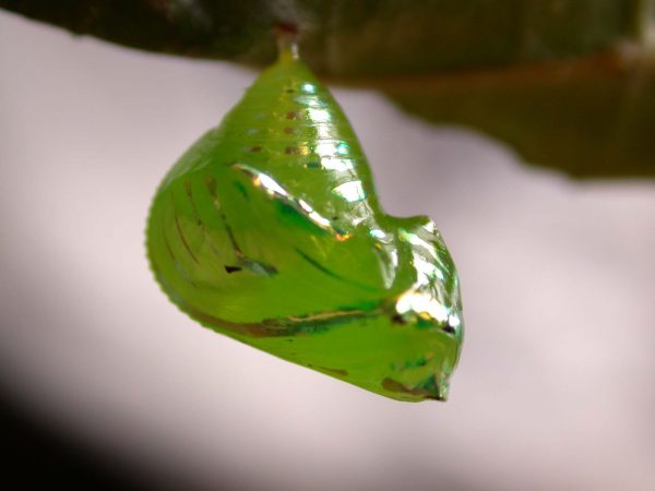 Greta hermana pupa, KRW-140