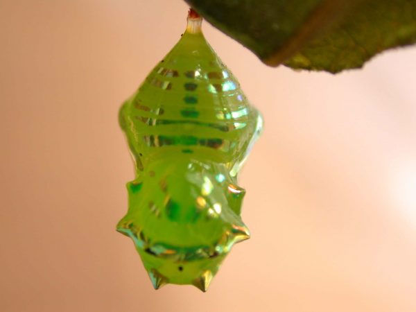 Greta hermana pupa, KRW-140