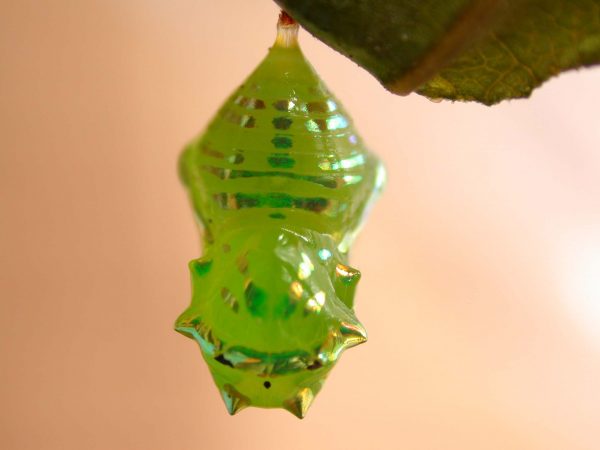 Greta hermana pupa, KRW-140