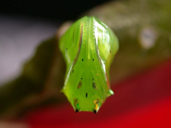 Greta hermana pupa, KRW-140