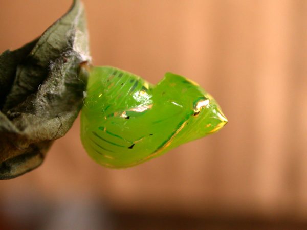 Greta hermana pupa, KRW-78