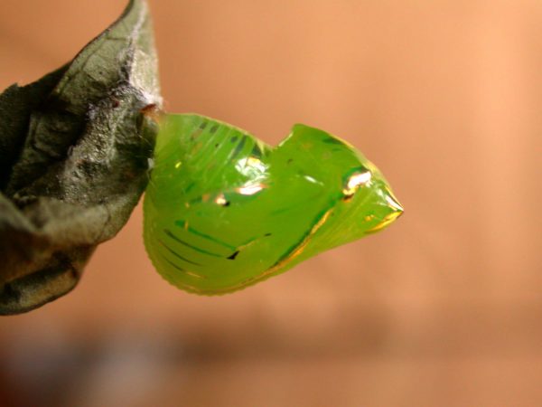 Greta hermana pupa, KRW-78