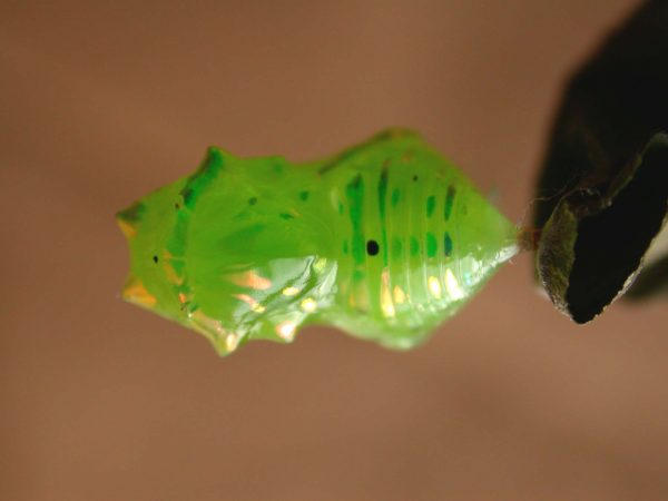 Greta hermana pupa, KRW-78
