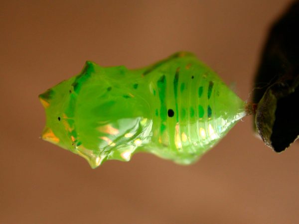 Greta hermana pupa, KRW-78