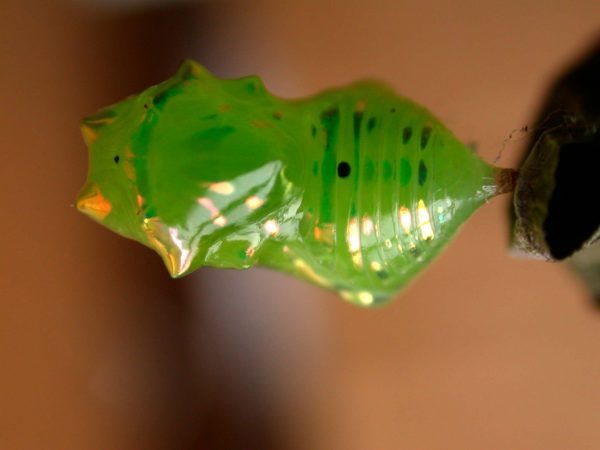 Greta hermana pupa, KRW-78