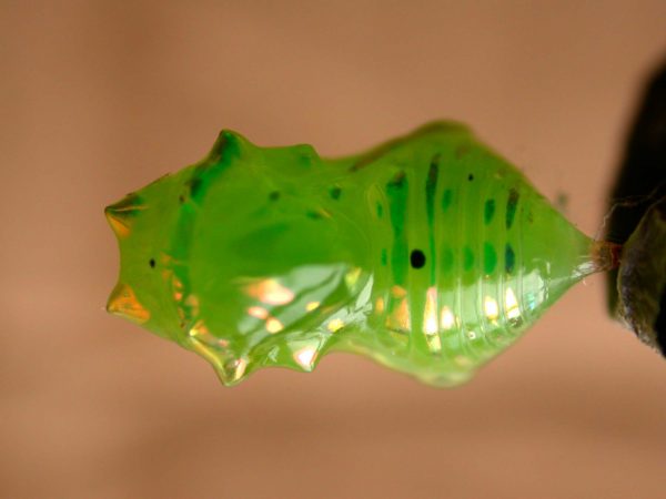 Greta hermana pupa, KRW-78