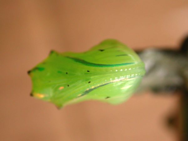 Greta hermana pupa, KRW-78
