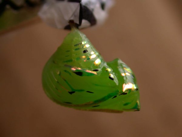 Greta hermana pupa, KRW-78