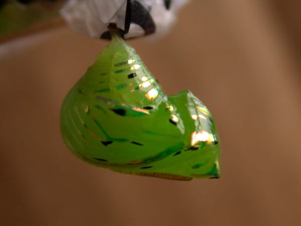 Greta hermana pupa, KRW-78b