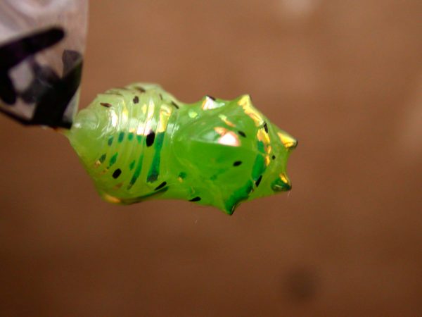 Greta hermana pupa, KRW-78b