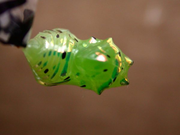 Greta hermana pupa, KRW-78b