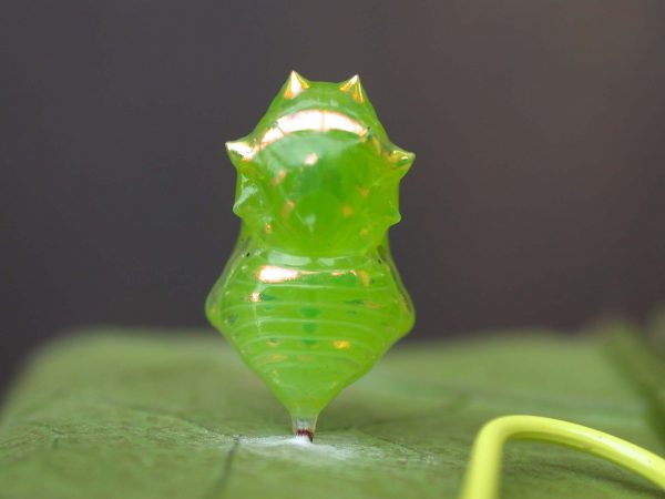 Greta hermana pupa, KRW-80