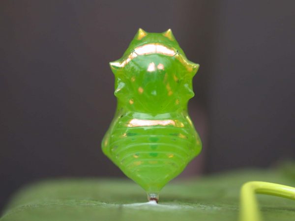Greta hermana pupa, KRW-80