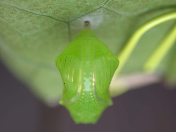 Greta hermana pupa, KRW-80