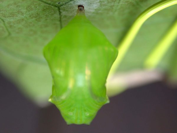 Greta hermana pupa, KRW-80