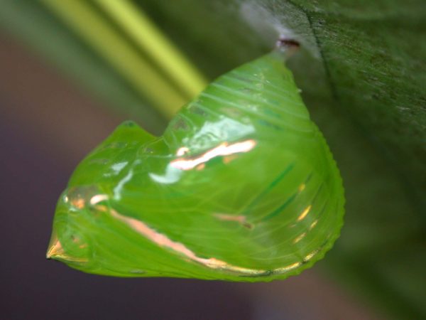 Greta hermana pupa, KRW-80