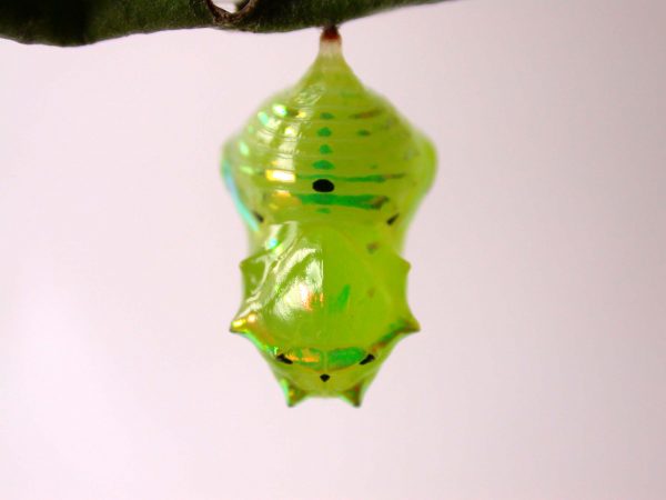 Greta hermana pupa, KRW-93