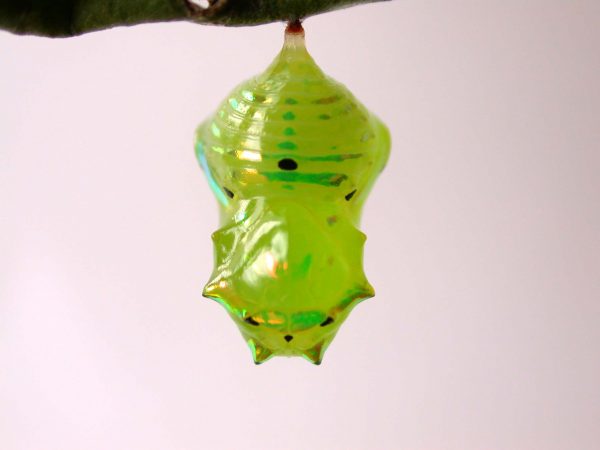 Greta hermana pupa, KRW-93