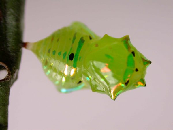 Greta hermana pupa, KRW-93