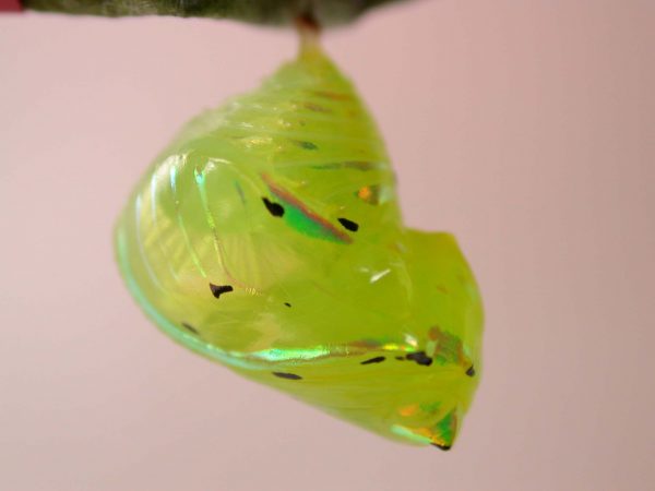 Greta hermana pupa, KRW-93