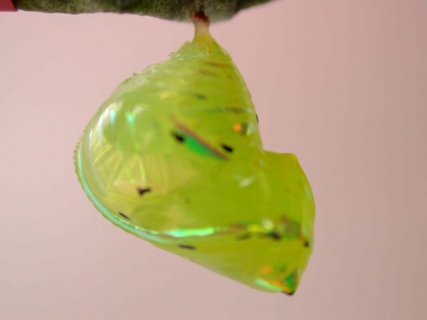 Greta hermana pupa, KRW-93