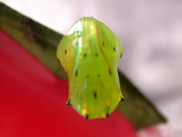 Greta hermana pupa, KRW-93