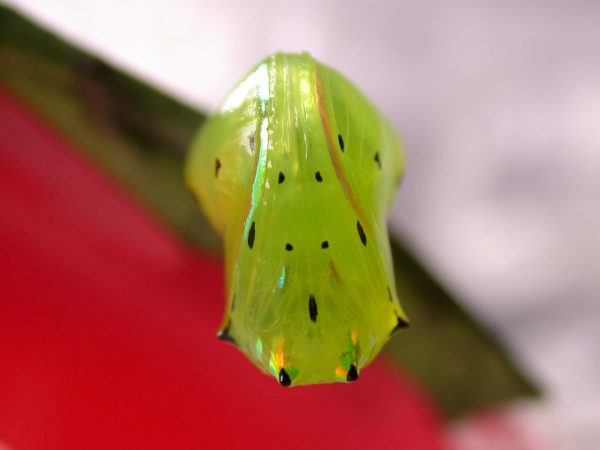 Greta hermana pupa, KRW-93