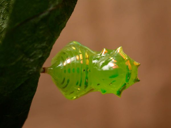 Greta hermana pupa, KW-137