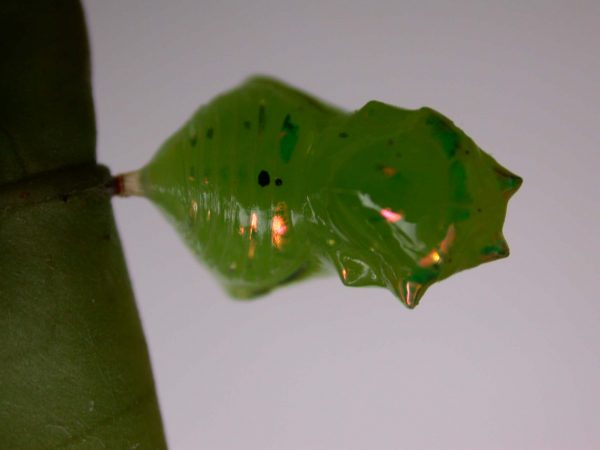 Greta hermana pupa dorsal, KRW-167