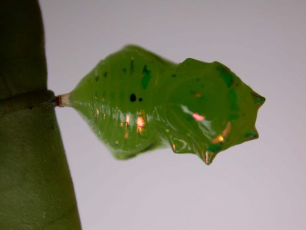 Greta hermana pupa dorsal, KRW-167