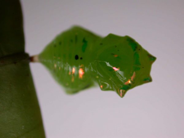 Greta hermana pupa dorsal, KRW-167